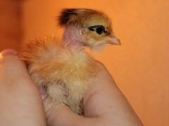 Цыплята курицы-бройлера "Голошейка"