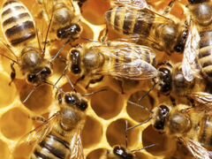 Продам пчёл Пчелосемьи