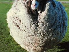 Шерсть овечья
