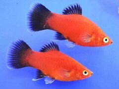 Пицилия красная чернохвостая - Аквариумная рыбка