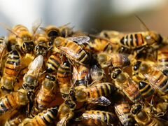 Пчёлопакеты,пчёлосемьи