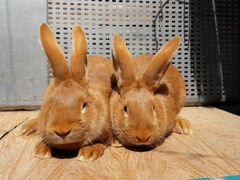 Бургундские кролики