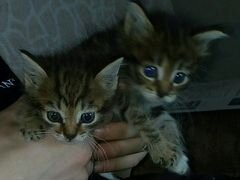 Котятки от домашней кошки (мама сибирская Папа пох