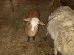 Катумские и Романовские овцы-бараны