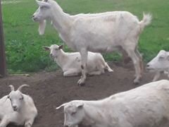 Молочная коза
