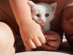 Котенок - котята в добрые руки