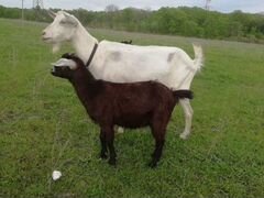 Продаю стадо коз