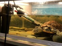 Продам красноухую черепаху с аквариумом, фильтром