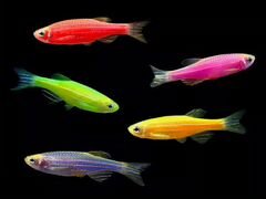 Рыбка данио разные цвета