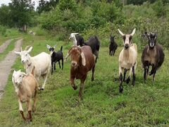 Англо-нубийские козы стадо