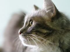 Весёлый котик Дымок около 3 лет. Пушистое облако