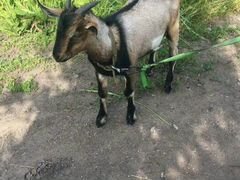 Нубийская коза и козёл