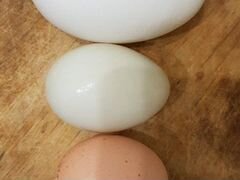 Яйцо для инкубации