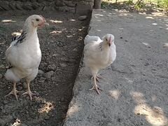 Цыплята