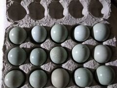 Яйцо инкубационное Селадона (целадона)
