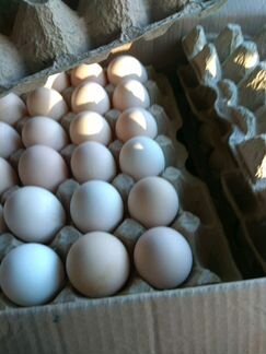 Купить инкубационное яйцо от производителя. Инкубационное яйцо Росс 308. Доминант 117 яйцо для инкубации. Инкубационное яйцо жако. Инкубация Росс 308.