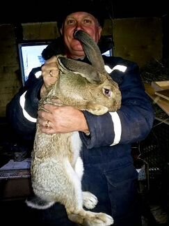 Кролики Фландеры производители