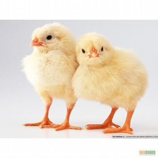 Бройлерные цыплята и инкубационное яйцо