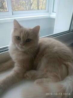 Полу персидская кошка (девочка)