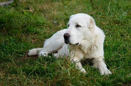 Крупный белый щенок сао (алабай)