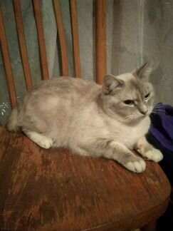 Кошка сиамская 1.5 года