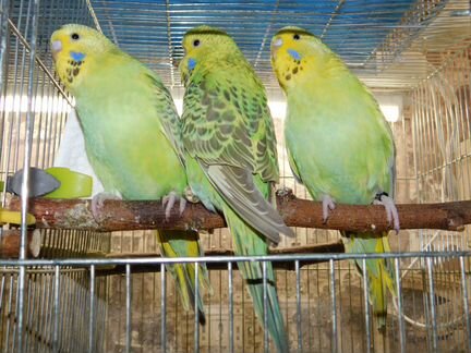 Птенцы выставочных волнистых попугайчиков