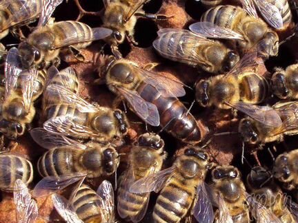 Пчелы, отводки, пчелопакеты, ульи