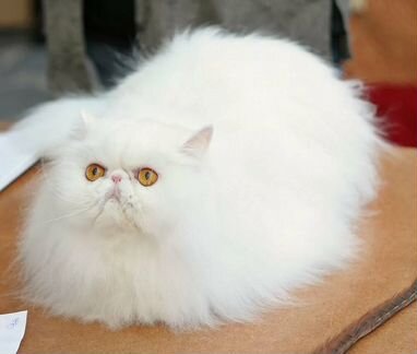 Найден белый персидский кот