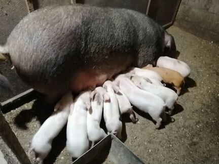 Свиньи смесь дюрок с лонлрасом