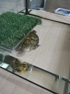 Продам черепаху и аквариум можно отдельно