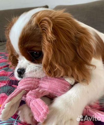 Спаниельки ккчс, кавалерские детки