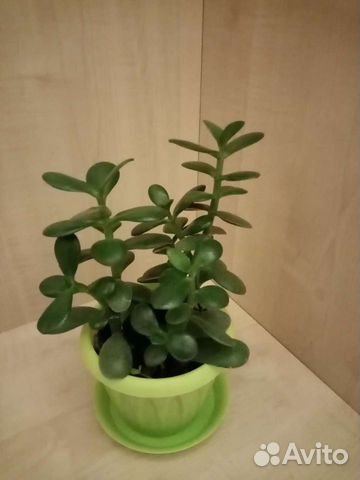 Толстянка Крассула Денежное деревце