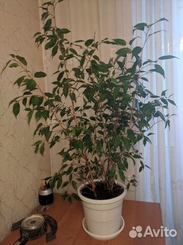 Фикус Бенджамина