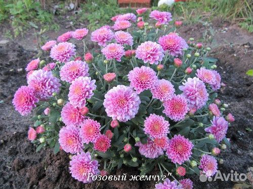 Корейская хризантема