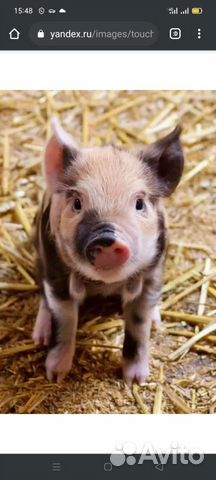 Кастрация котов, кобелей, поросят