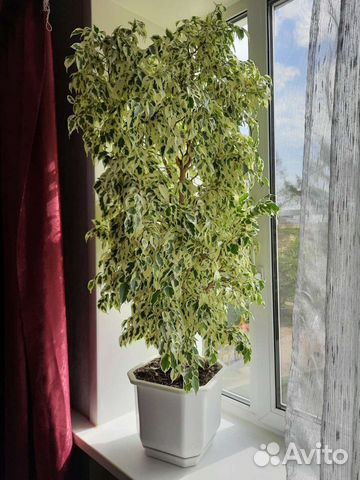 Фикус бенджамина пестролистный