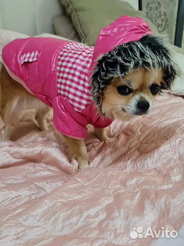 Куртка для маленькой собаки