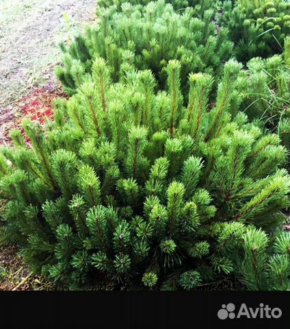 Сосна горная Мугус