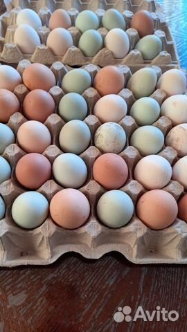 Инкубационное яйцо,петушки молодые