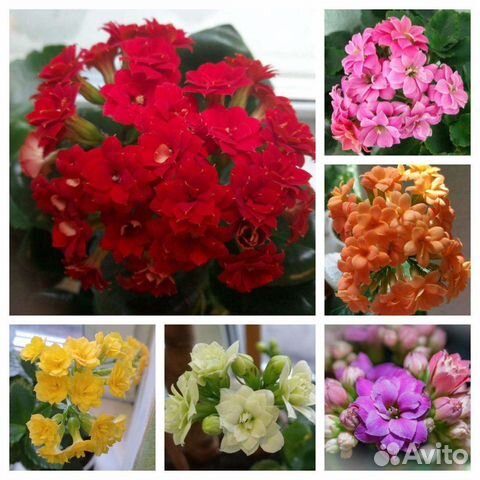 Каланхоэ махровые