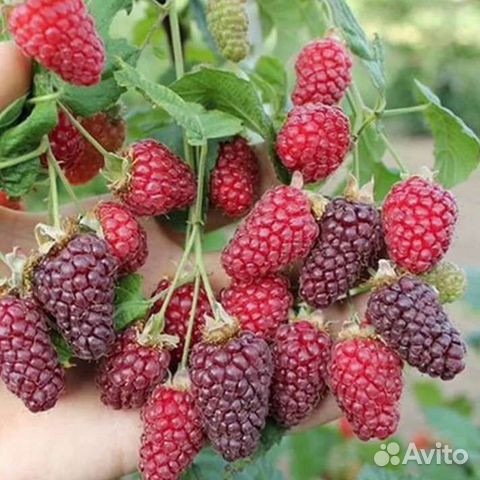 Ежемалина Тайбери,Букингем Тайбери и Медана Тайбер