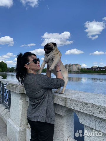 Вязка,Передержка Мопса