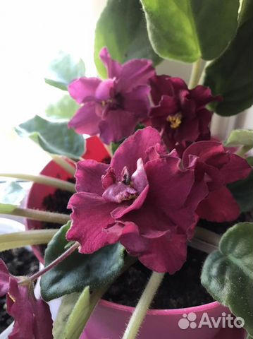 Комнатные растения