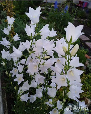 Садовые многолетники