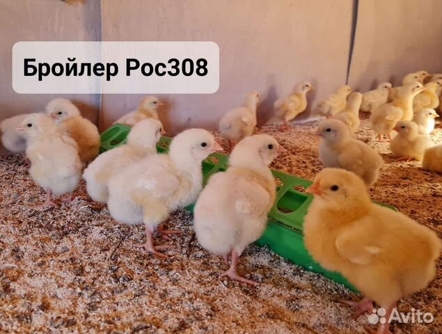 Бройлеры,цыплята, муларды,гусята,утята,индюшата