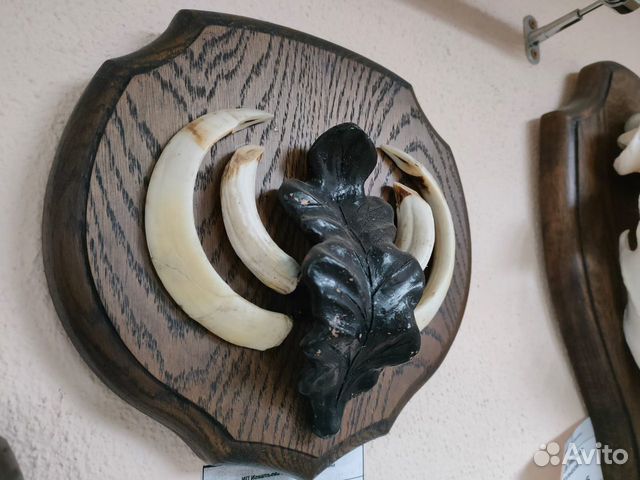 Клыки кабана 