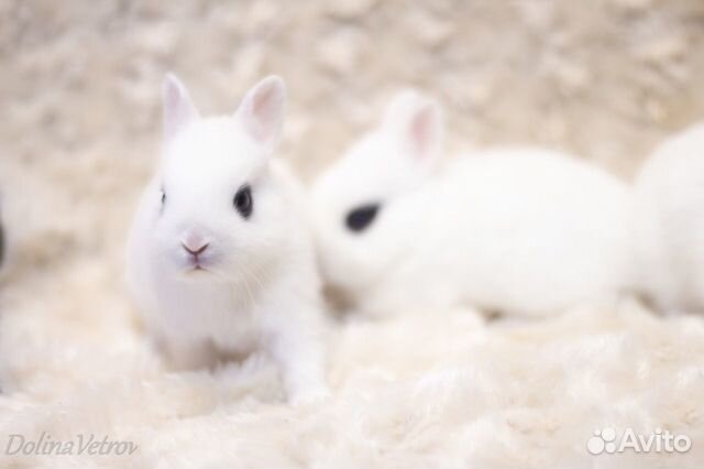 Крольчата карлики хототы, редкая порода