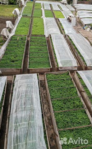 Рассада помидор, перца,капусты, низкорослые томаты