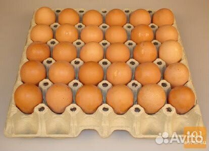 Инкубационное яйцо домашних кур купить на Зозу.ру - фотография № 3