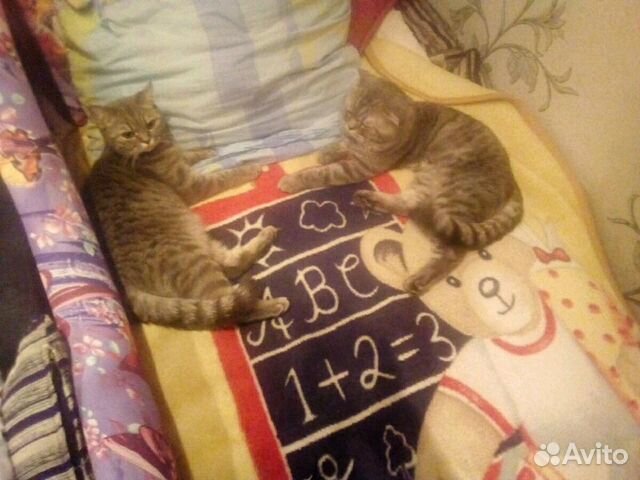 Молодой кот Молодой кот